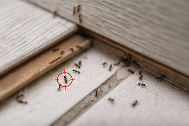 Best Mosquito Control Services  in Summerside, OH
