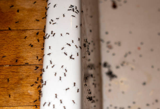 Best Ant Control Services  in Summerside, OH
