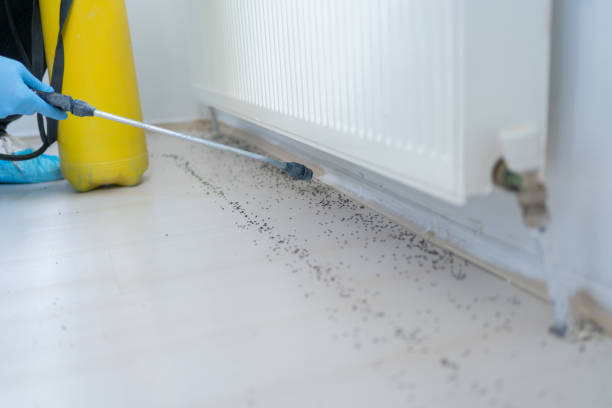 Best Local Pest Control Services  in Summerside, OH