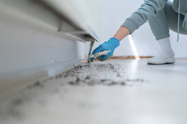 Wasp Removal Services in Summerside, OH